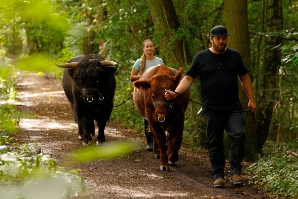 Auf dem Weg zu ihrem neuen Einsatzort: Schottische Hochlandrinder unterstützen im Herbst die tierischen Landschaftspfleger in unserem Teichgebiet »Schimmels Teiche». © SPA