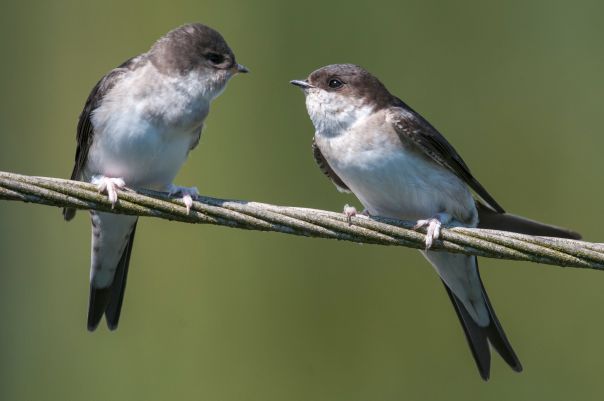 Mehlschwalben sind auf geeignete Brutplätze an Gebäude-Wänden angewiesen. Der Schutz ihrer Nestplätze und insektenreicher Lebensräume ist Voraussetzung für den Erhalt dieser heimischen Vogelart © F. Leo, FotoNatur