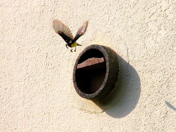 Ausflug aus der Kinderstube: Kohlmeise vor einer Universal-Nisthöhle
unseres Artenschutzturms in Glehn © SPA