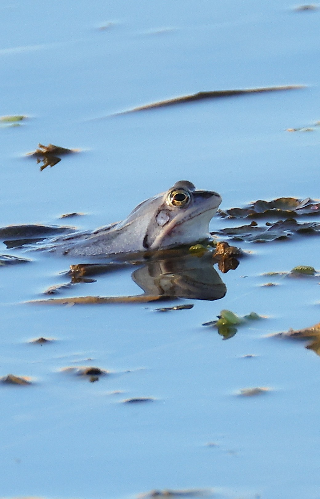 When the water &lsquo;bubbles&rsquo; and an endangered amphibian species reveals its pres