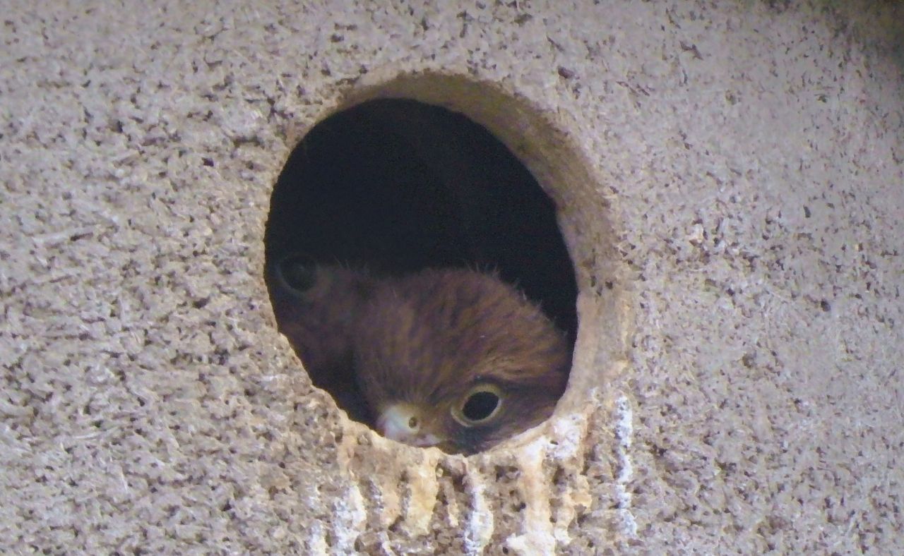 Common Kestrels, Barn Owls, Jackdaws and House Sparrows make use of our species conserva - Bild 2