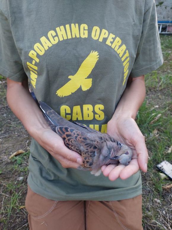 More hunting sites discovered – but fewer shots fired:
How the illegal sprin