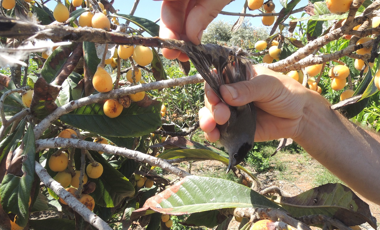 Zypern-Fr&uuml;hjahrs-Vogelschutzcamp-Report - Bild 3