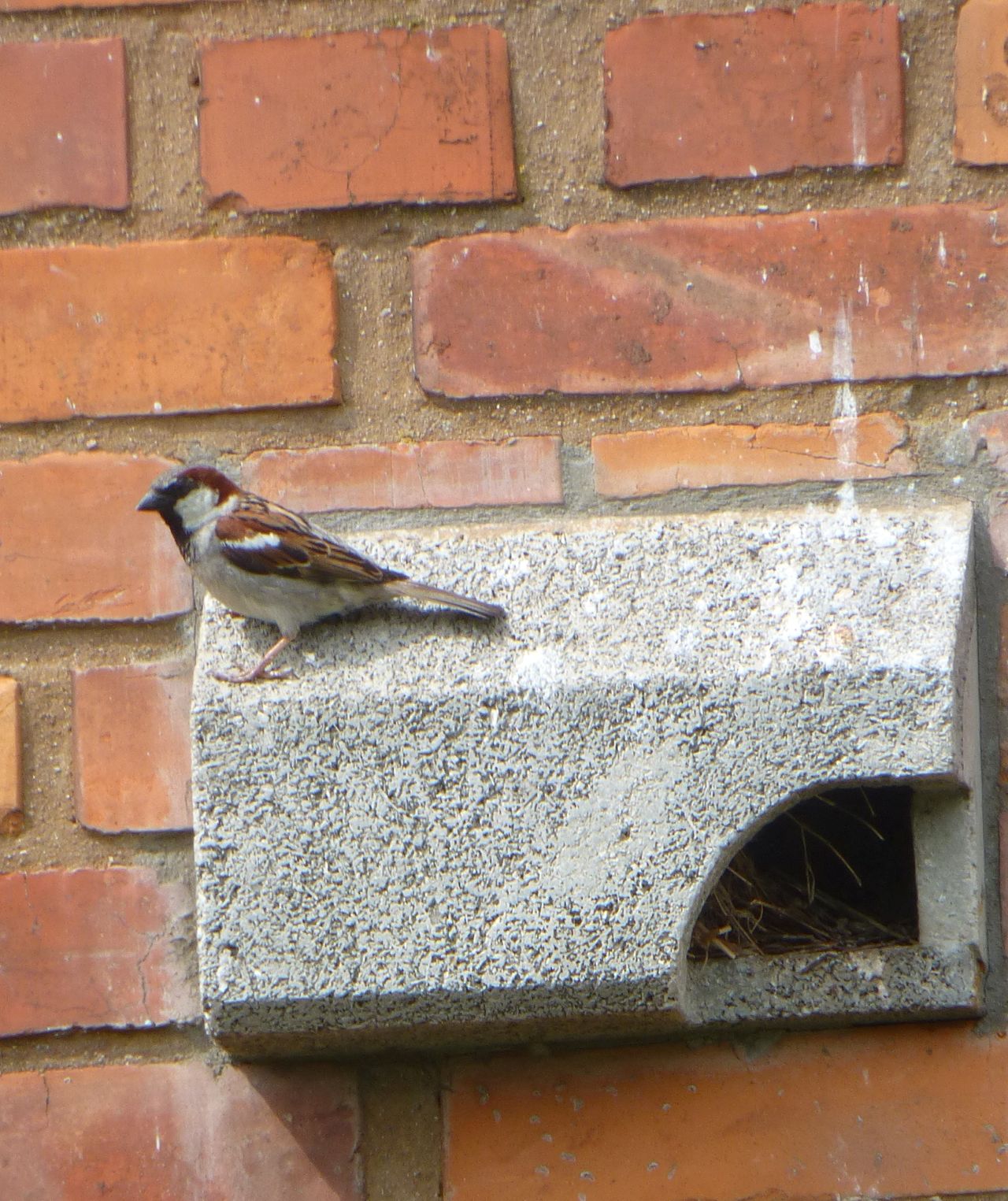 Common Kestrels, Barn Owls, Jackdaws and House Sparrows make use of our species conserv - Bild 3