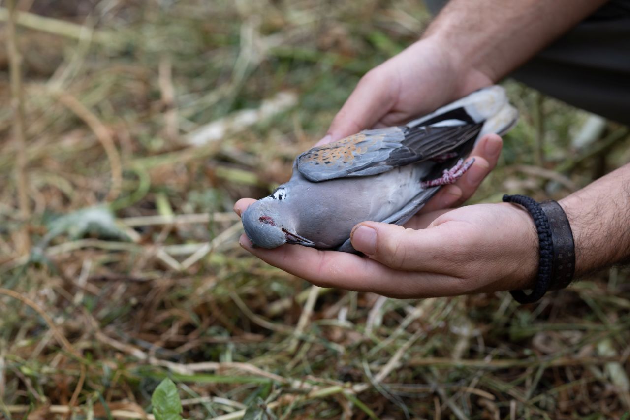 More hunting sites discovered &ndash; but fewer shots fired:
How the illegal spri - Bild 2