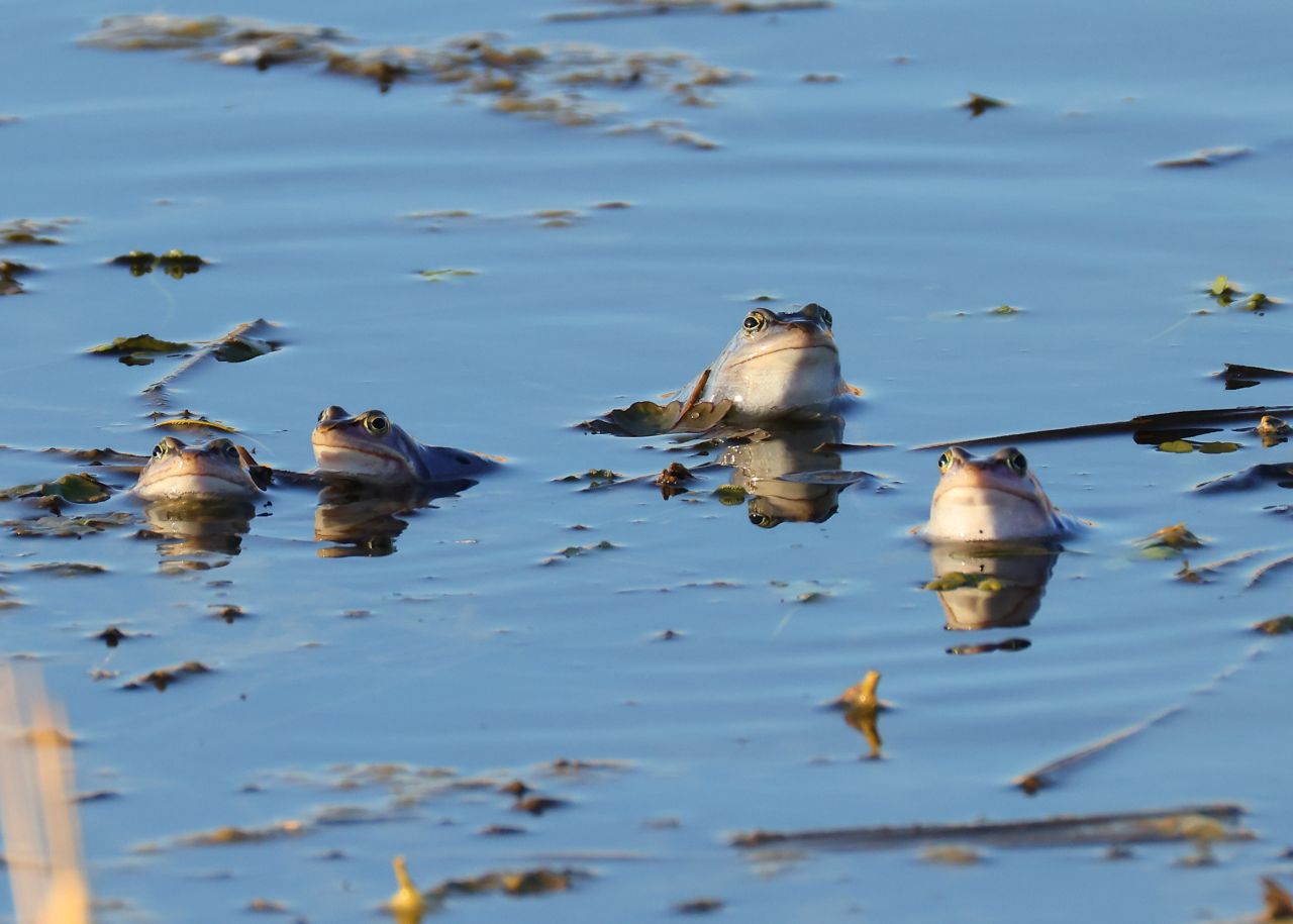 When the water &lsquo;bubbles&rsquo; and an endangered amphibian species reveals its pr - Bild 3