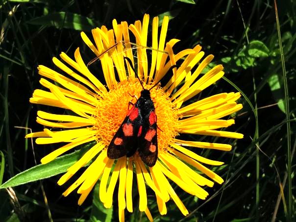 Ein Blutströpfchen auf einer Blüte des Wiesen-Alants – beide Arten wurden während einer Artenbestandserfassung auf unserem Hiddensee-Grundstück nachgewiesen. © Frau Prof. Dr. Irmgard Blindow