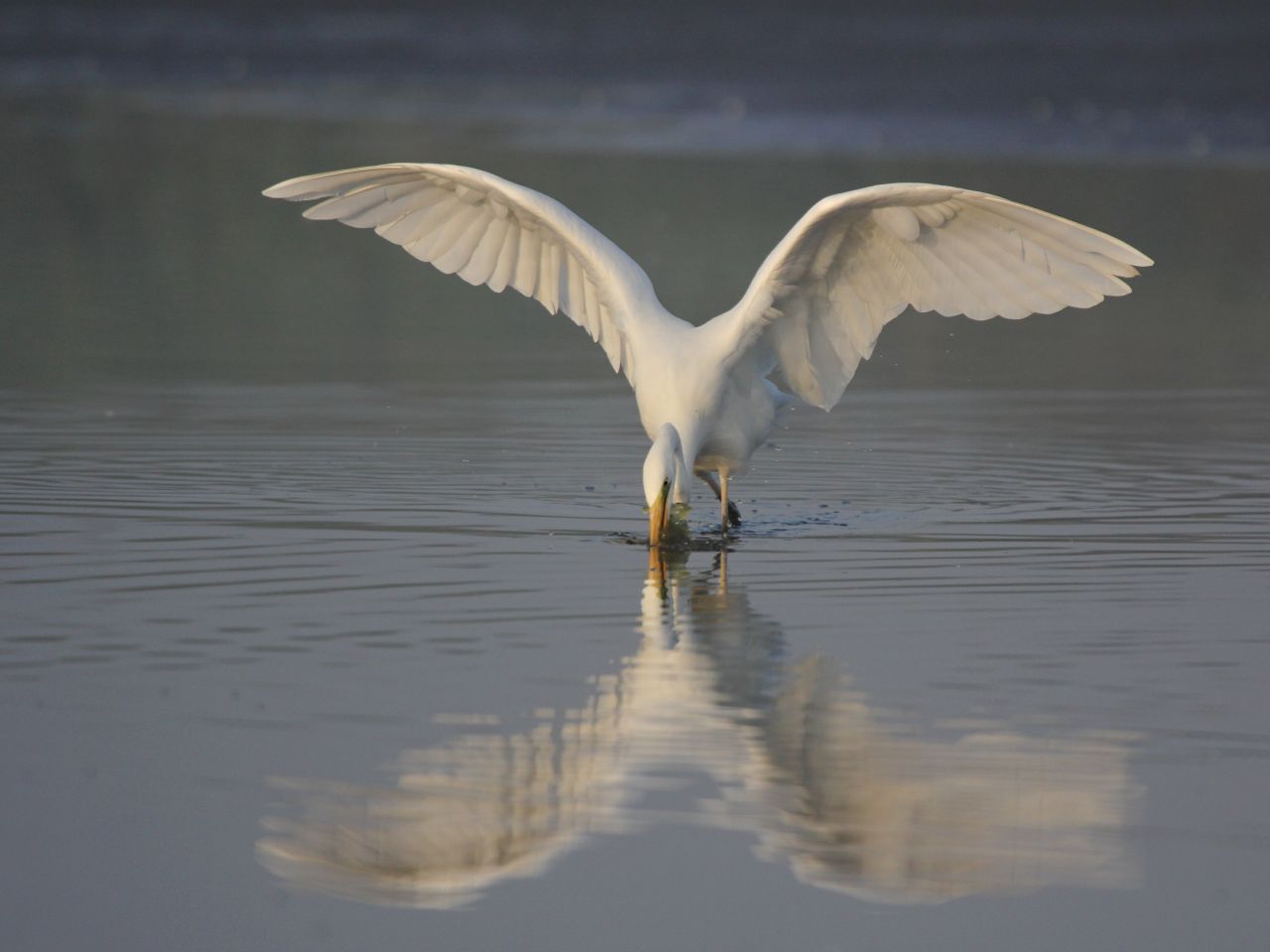 Great Egret K195: A faithful regular visitor to our wetland &hellip;

 - Bild 2