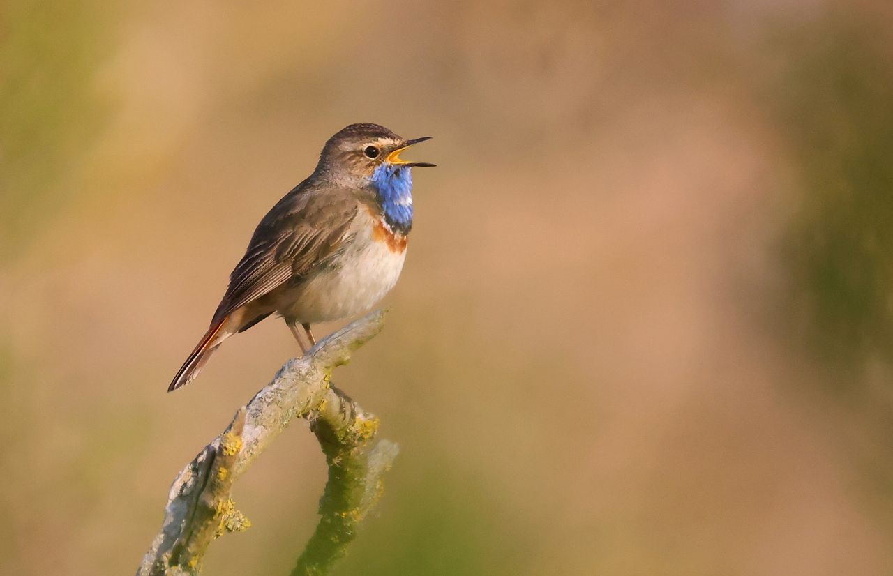 Ongoing site management, including biotope optimisation and maintenance measures in the  - Bild 2