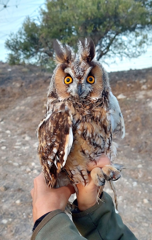 2nd Cyprus Report: As we secretly feared, the 'major play