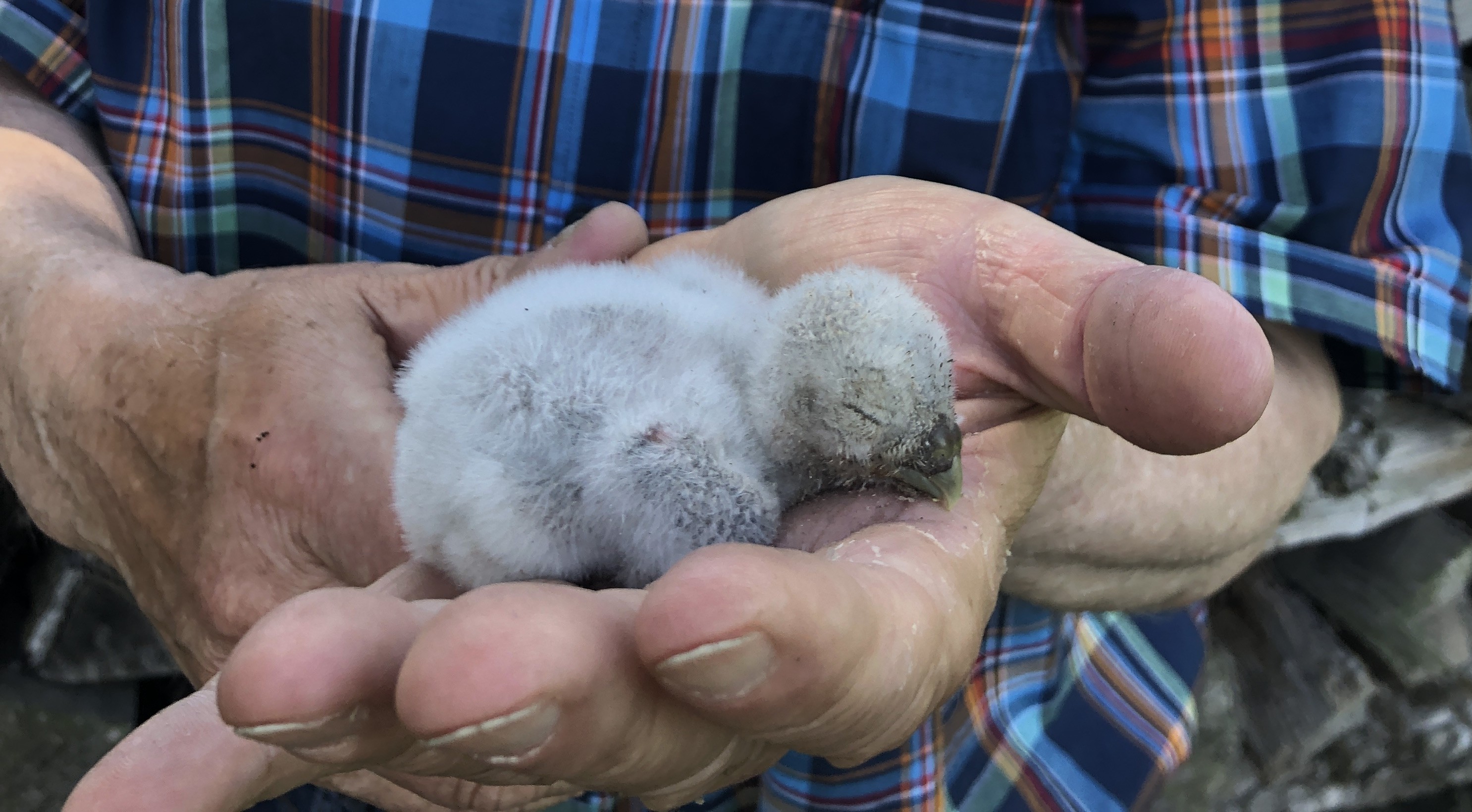 Nine Little Owl chicks and several successful broods: our Little Owl conservation projec - image 2
