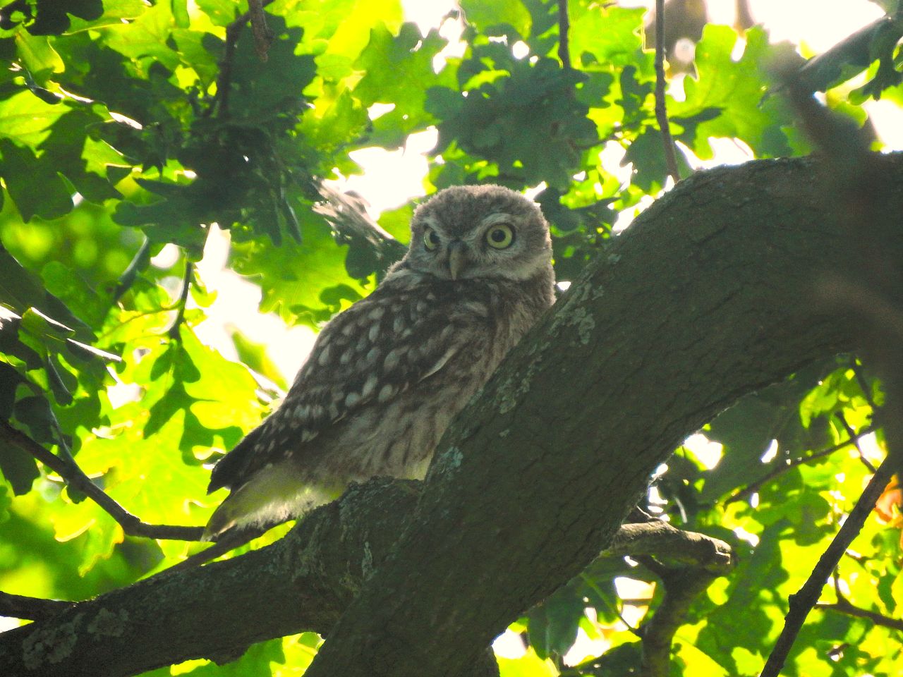 Nine Little Owl chicks and several successful broods: our Little Owl conservation proje - image 3