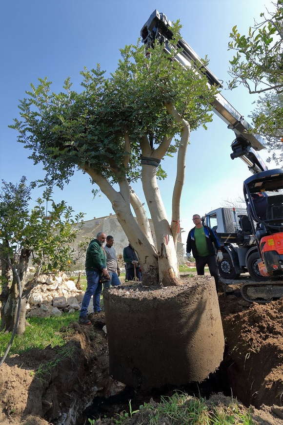 Ten mature trees of five different species were planted in Panta