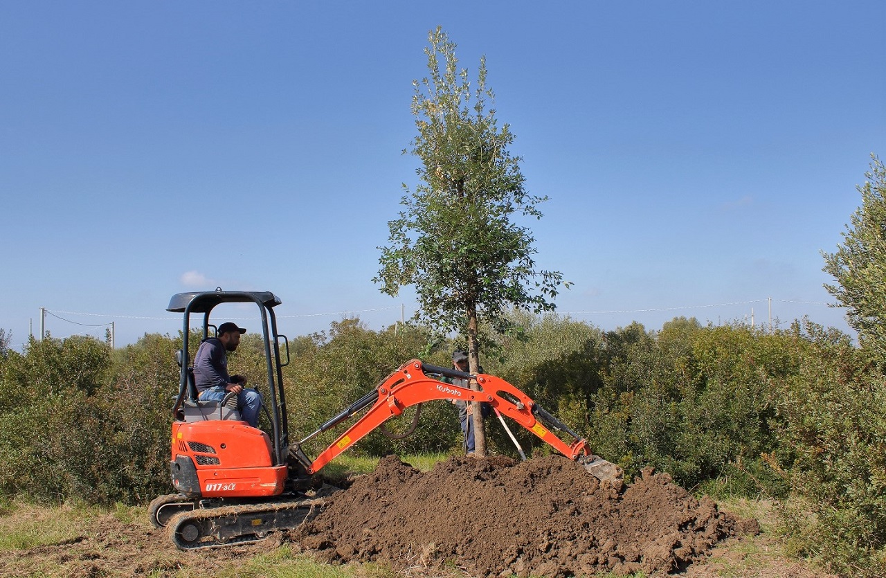 Ten mature trees of five different species were planted in Pant - Bild 2