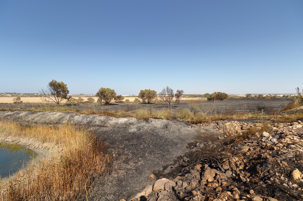 In addition to the months of drought in Sicily, thousands of - Bild 2