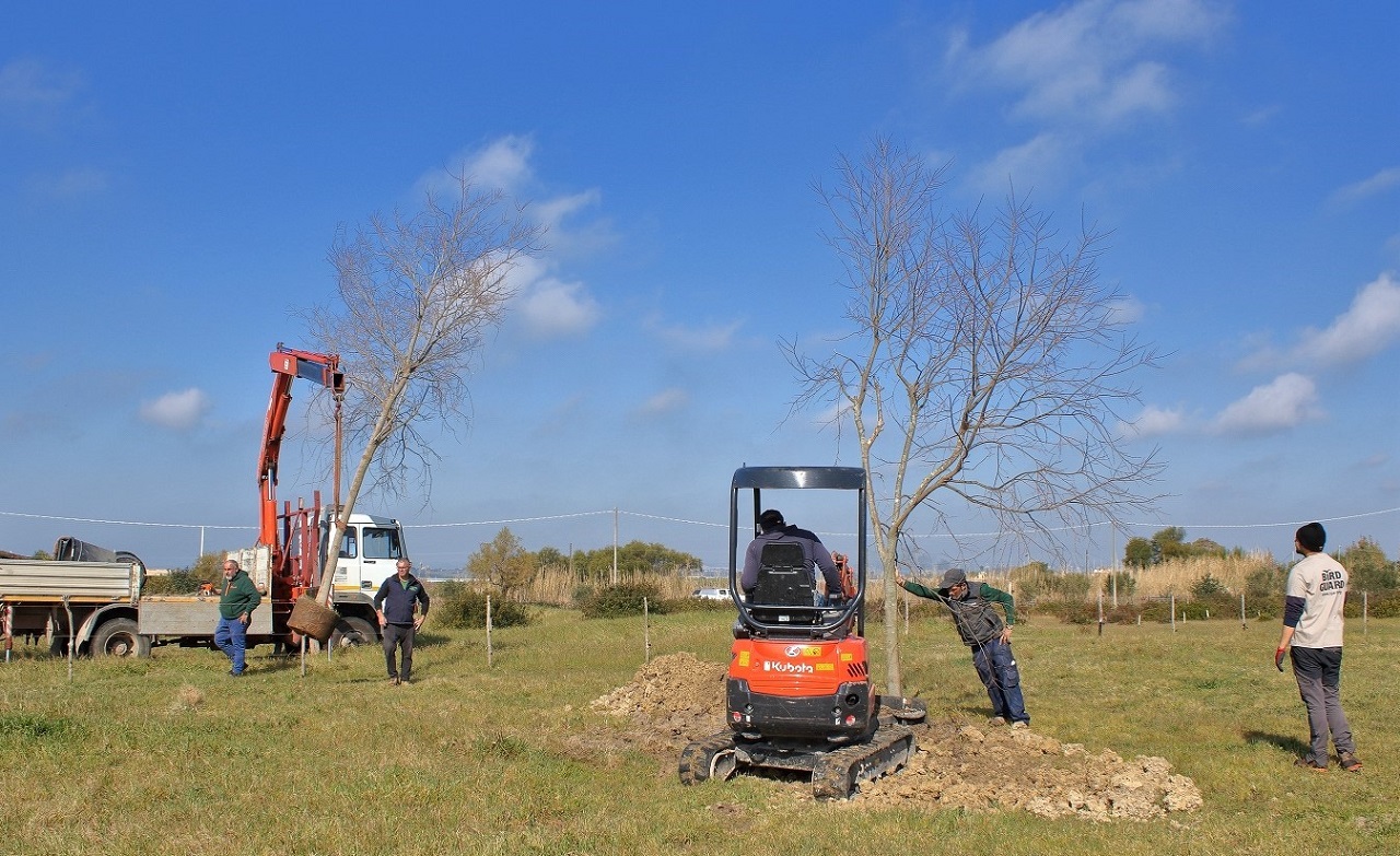 Ten mature trees of five different species were planted in Pan - Bild 3
