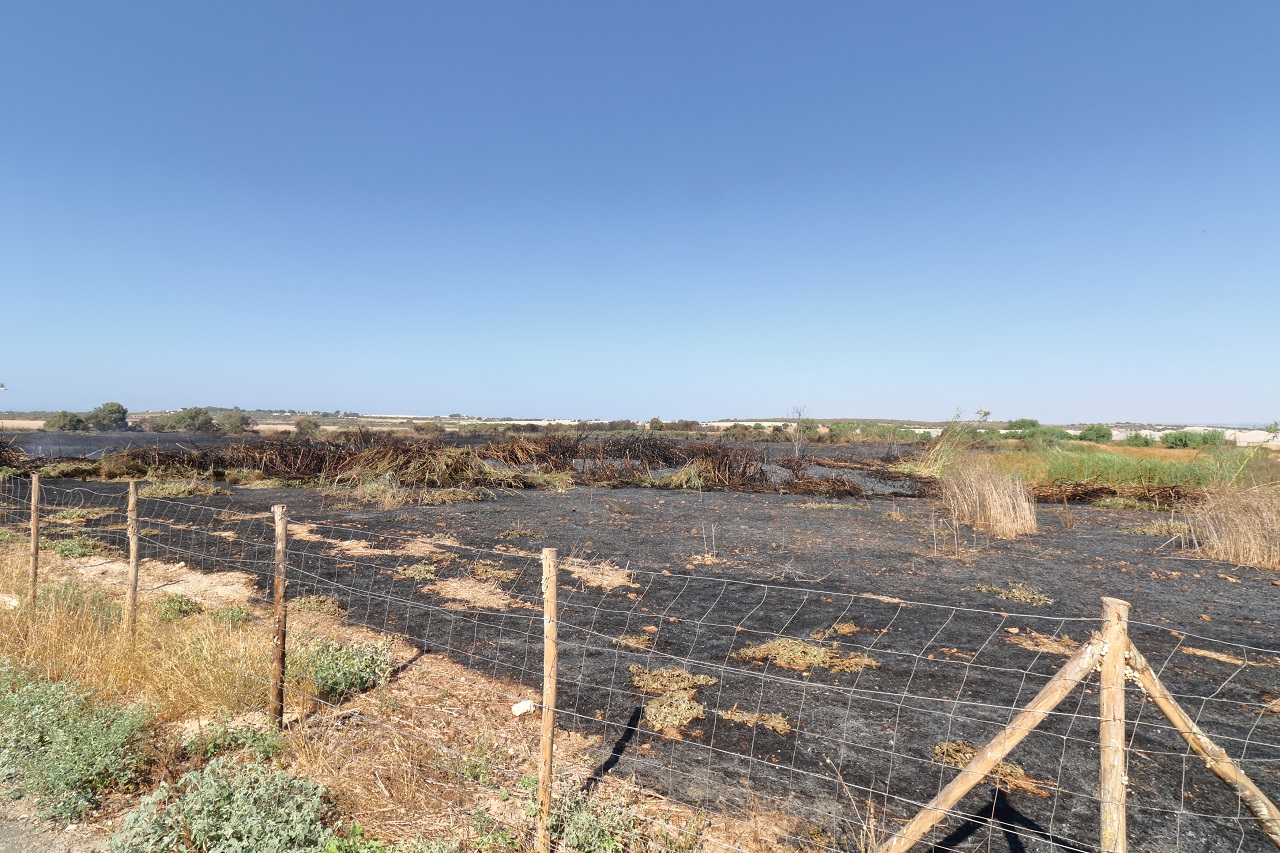 In addition to the months of drought in Sicily, thousands o - Bild 3