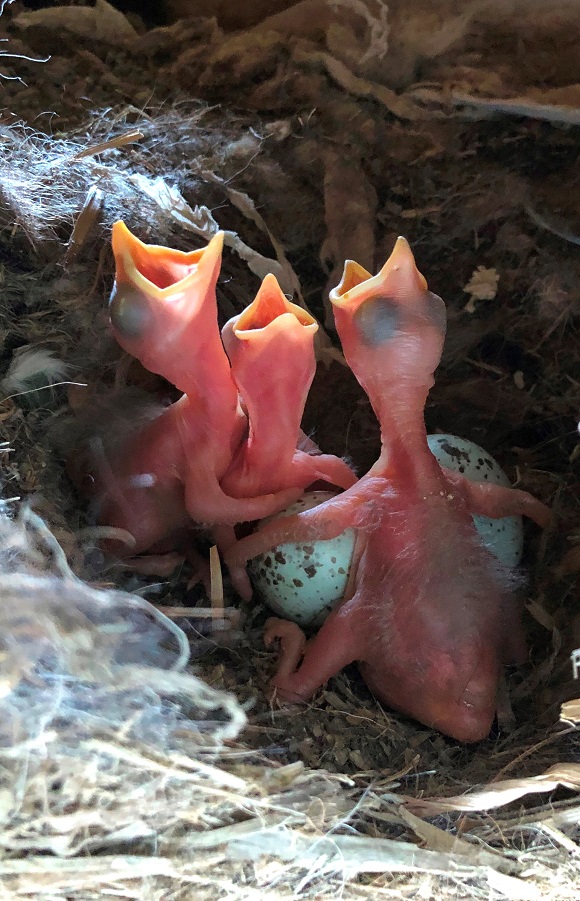 After a slow start to the breeding season in the cool, wet sprin