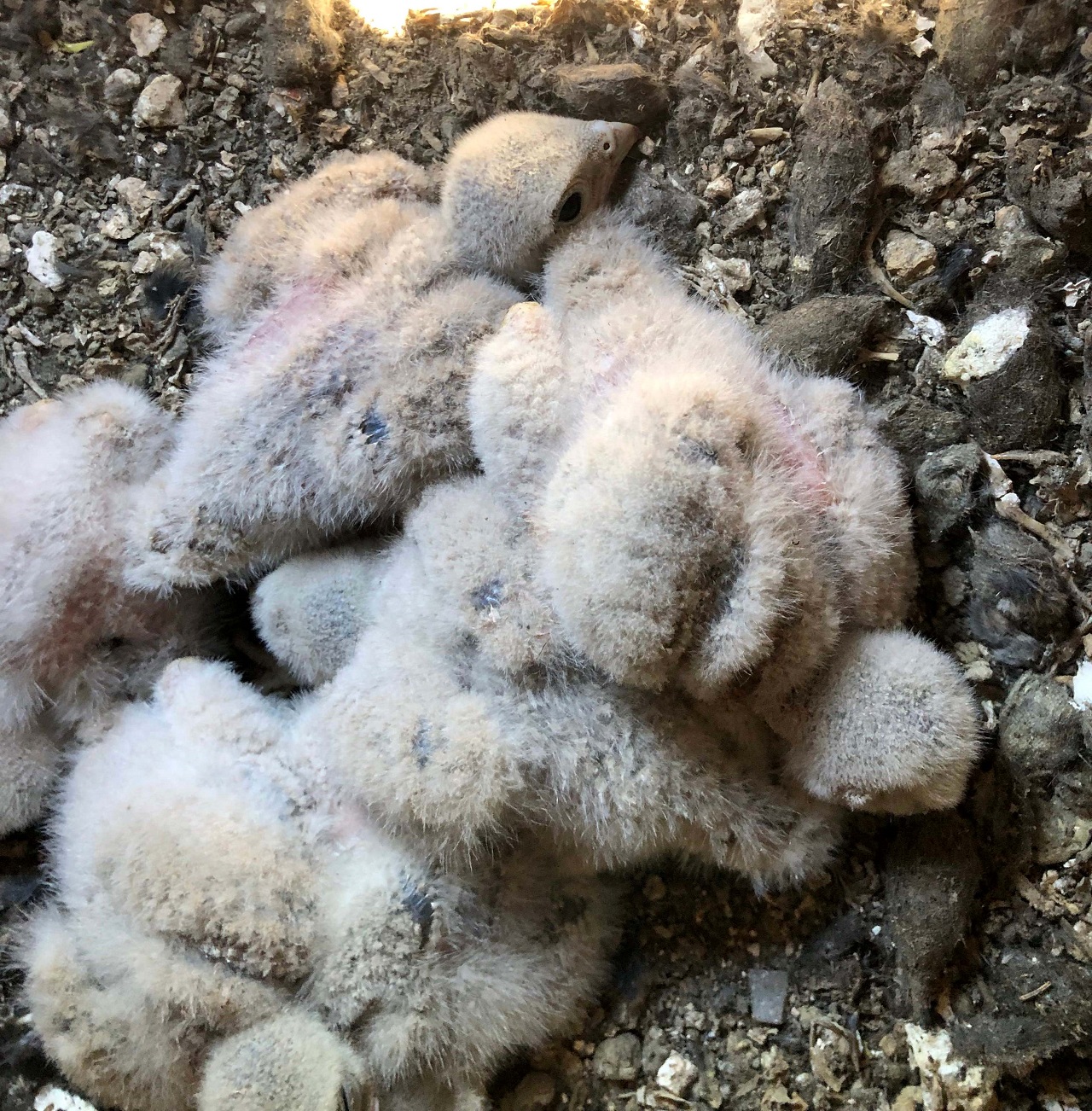 After a slow start to the breeding season in the cool, wet spri - Bild 2