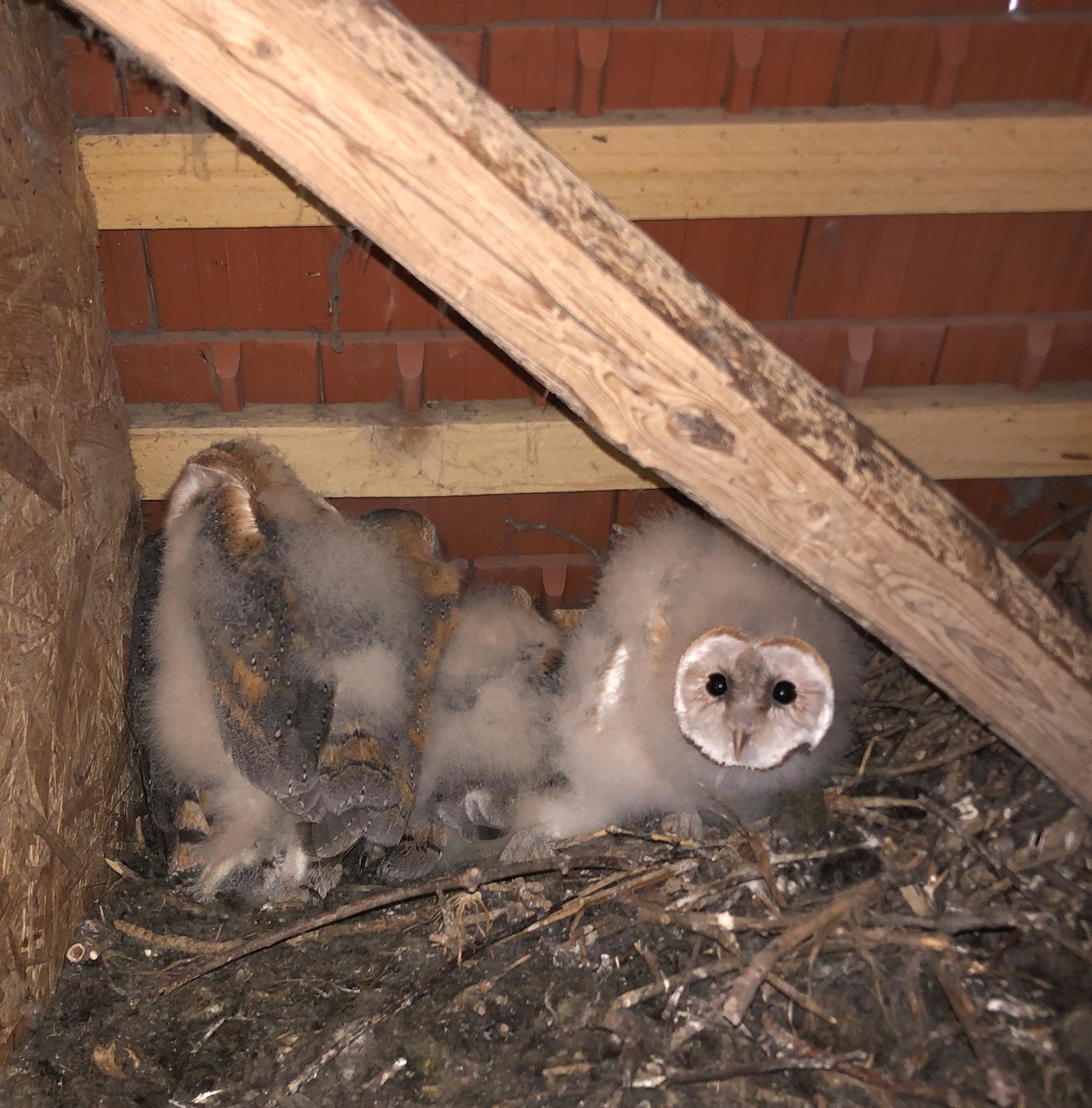 After a slow start to the breeding season in the cool, wet spr - Bild 3