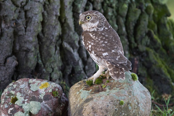 Steinkauz beobachtet sein Jagdrevier © S. Wolf