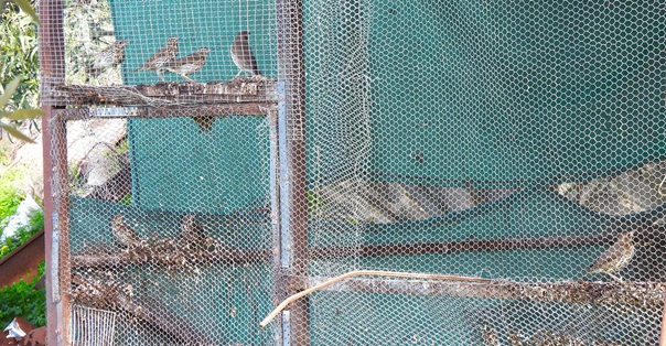 Illegal gefangene und gekäfigte Singdrosseln © Komitee gegen den Vogelmord