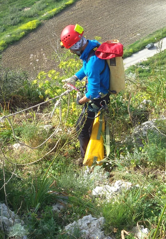 This year's Bonelli's Eagle and Lanner Falcon raptor con