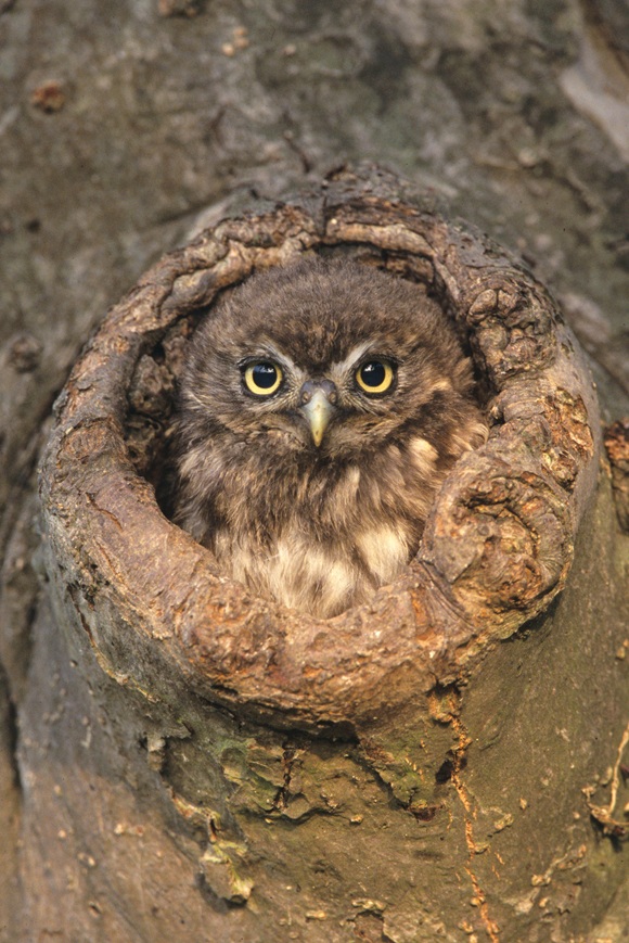 Cutting (pollarding) old willow trees to secure and protect n