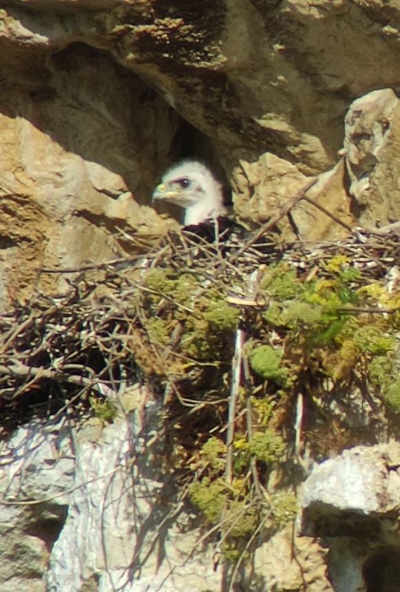 Second report from the Bonelli&rsquo;s Eagle and Lanner Falcon R