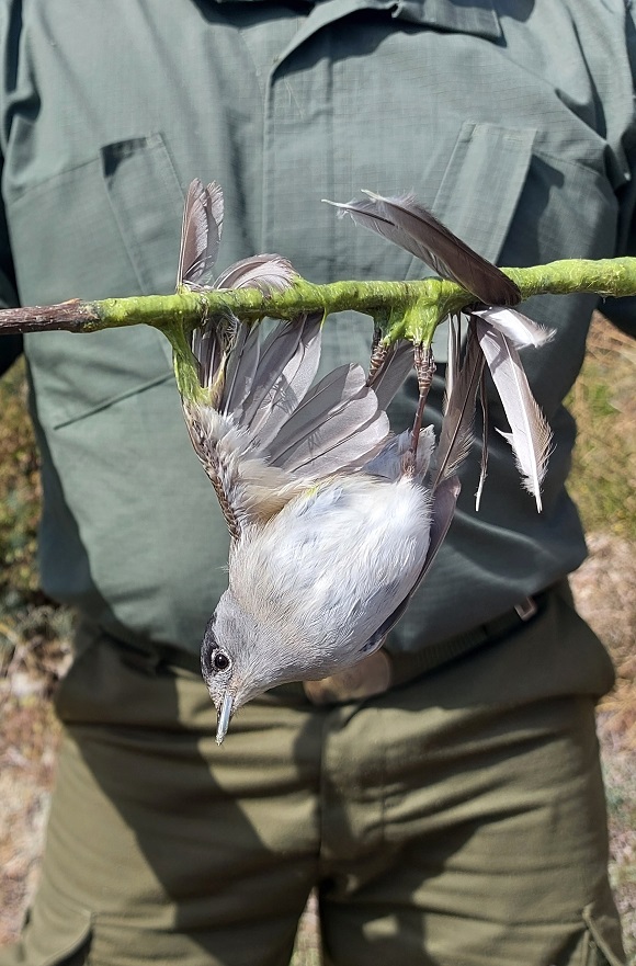 First Cyprus Autumn Bird Protection Camp Report 2022