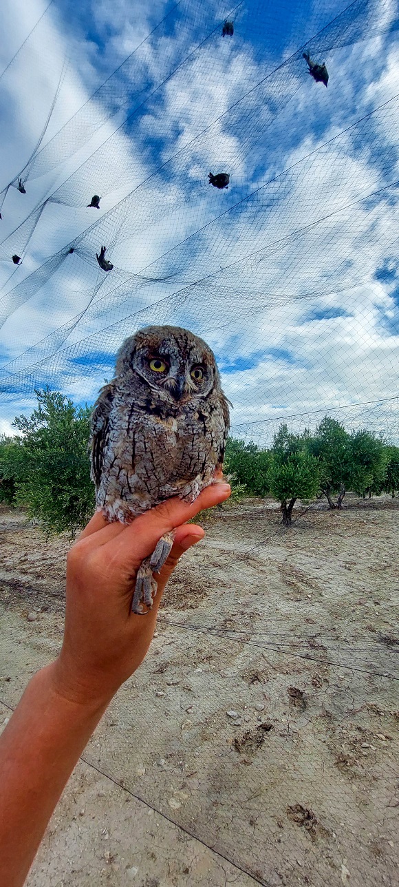 Fifth Report and results of the Cyprus autumn bird protection ca