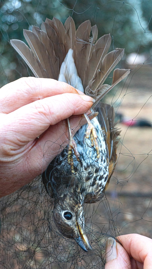 Cyprus: Once again this year, the winter culling of song thrushe