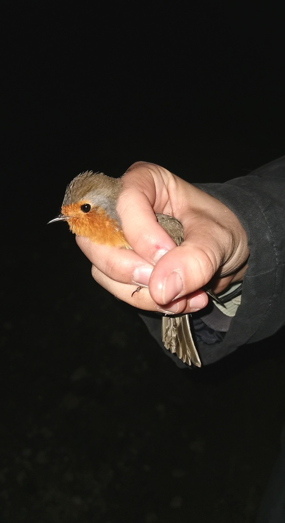 The winter thrush stopover on Cyprus has come to an end &ndas