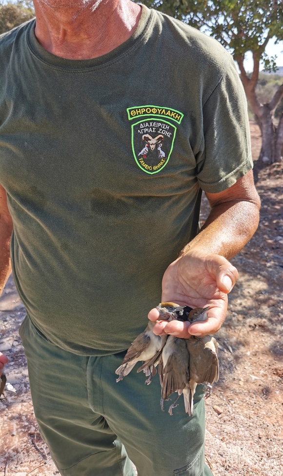 1st Cyprus Autumn Bird Camp Report
This a