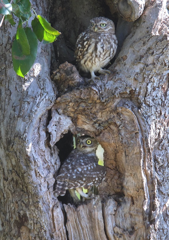 The sustainable conservation and creation of new future breeding