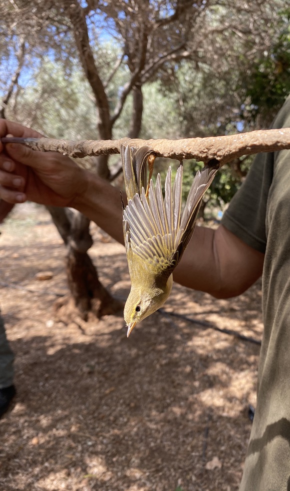 1st Cyprus report: The ongoing massive bird slaughter in autumn 