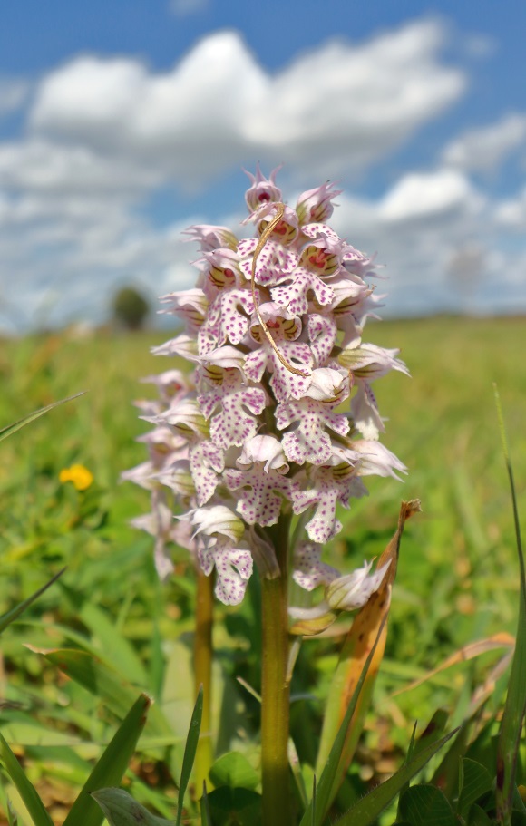 The beginning of April is the height of spring on Sicily, and ou