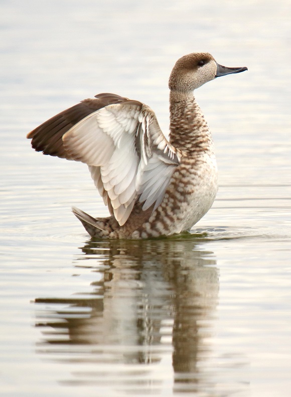 With the financial support of an EU-LIFE18 species protection pr