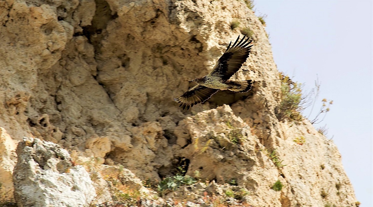 Sizilien: Adlerschutzcamp-Report Fr&uuml;hjahr 2022 - Bild 2