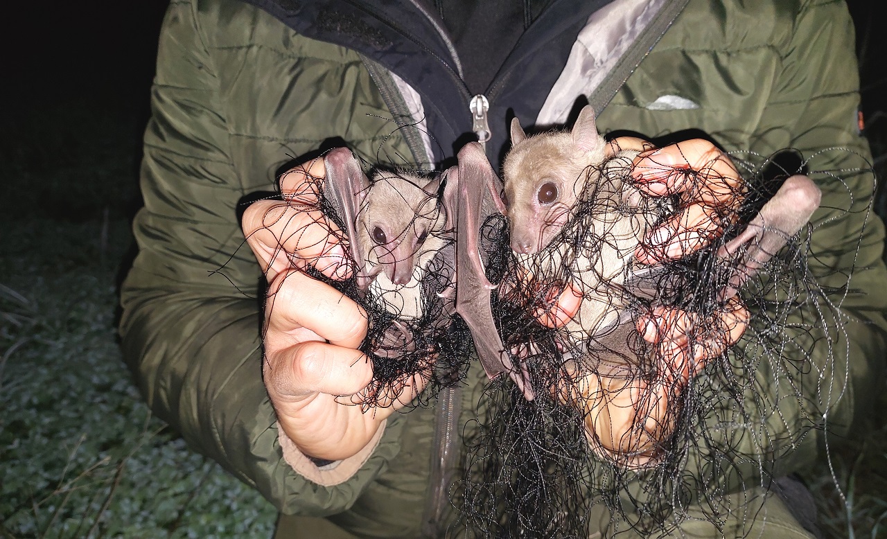 Cyprus: The winter thrush slaughter, which is still practise - Bild 2