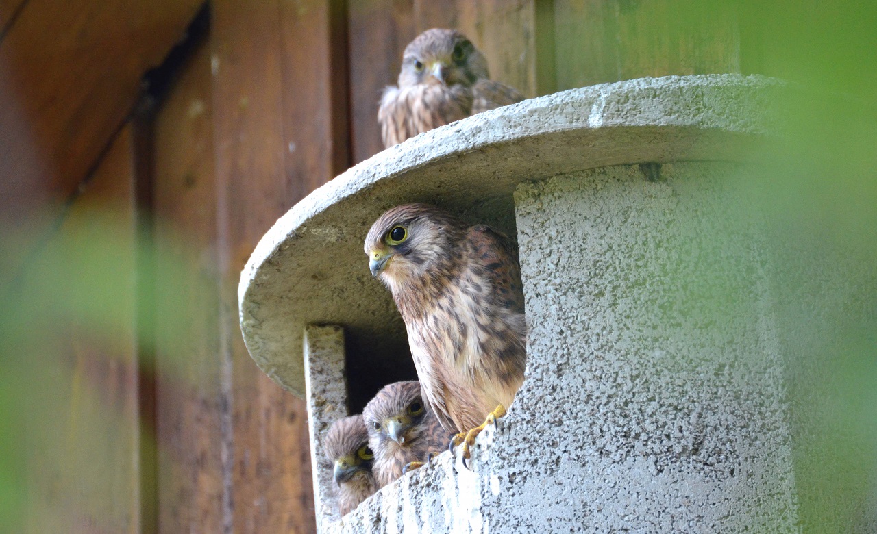 Suitable refuge space for structure-dwelling wildlife, birds - Bild 2