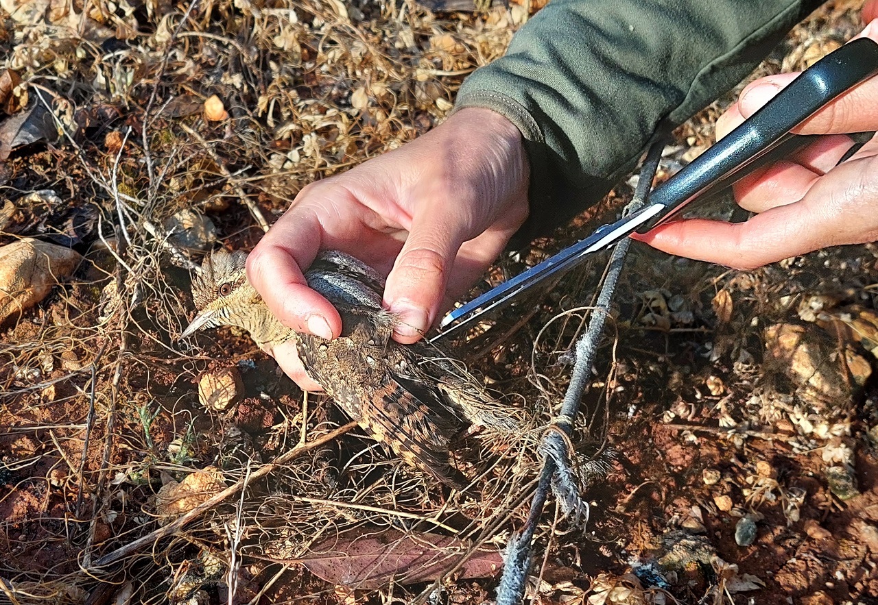 2nd Cyprus Spring Bird Protection Camp Report - Bild 2