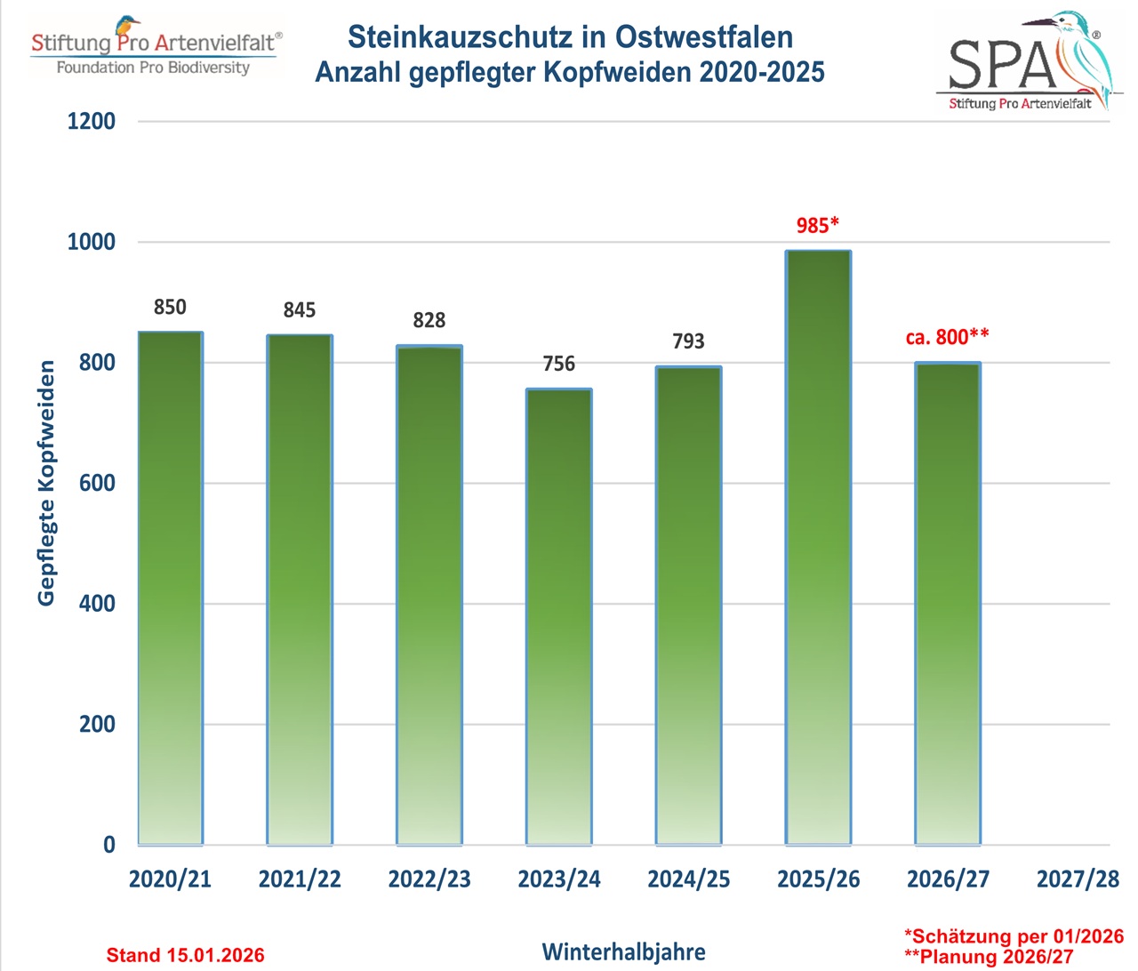 Cutting (pollarding) old willow trees to secure and protect  - Bild 2