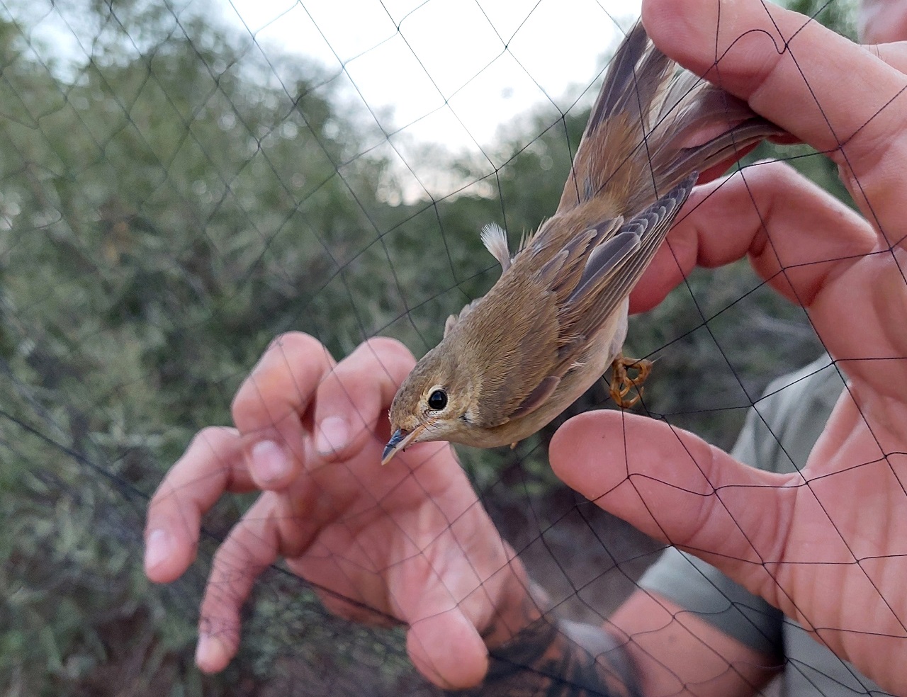 First Cyprus Autumn Bird Protection Camp Report 2022 - Bild 2