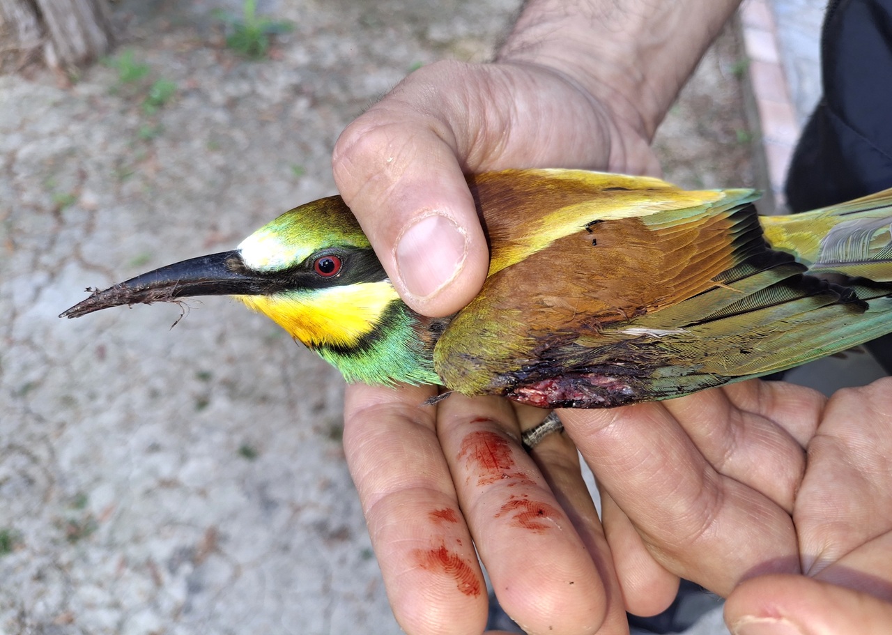 Zakynthos (Ionian Islands / Greece) Spring Bird Protection C - Bild 2