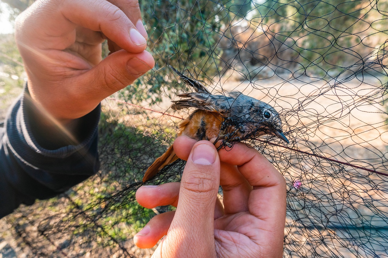 Fifth Report and results of the Cyprus autumn bird protection c - Bild 2