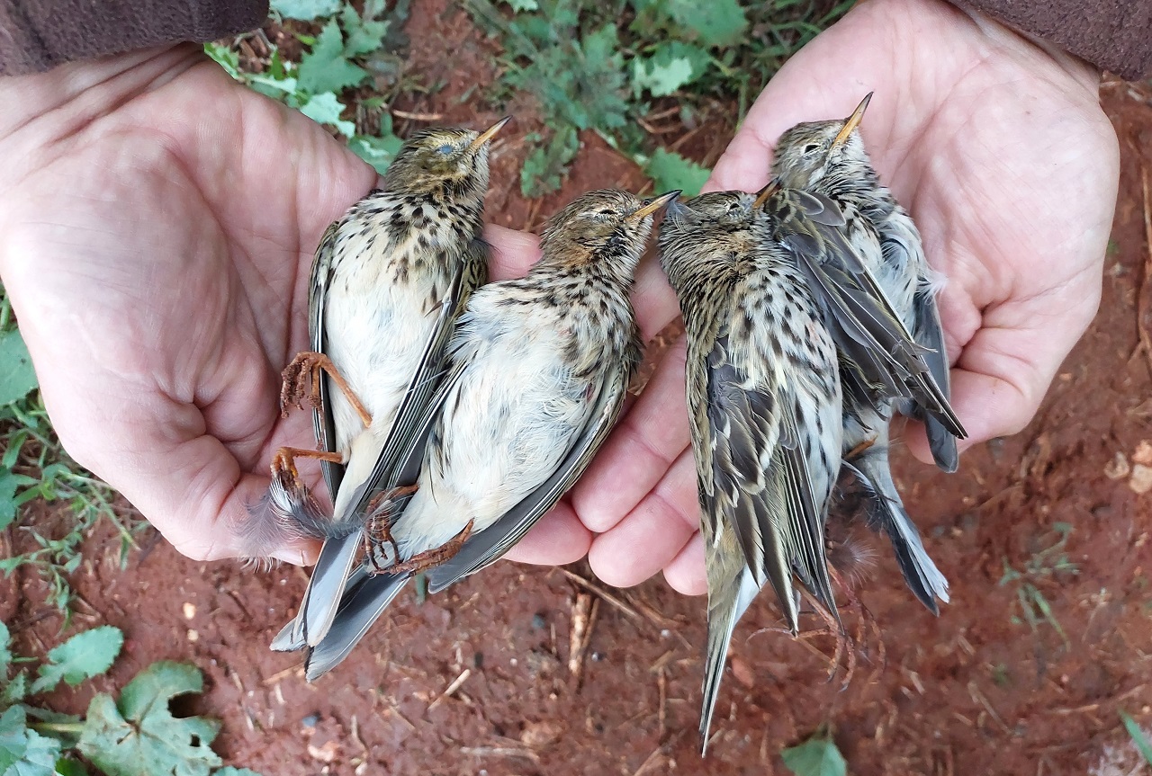 1st report and results of the Cyprus Winter Bird Protection Cam - Bild 2