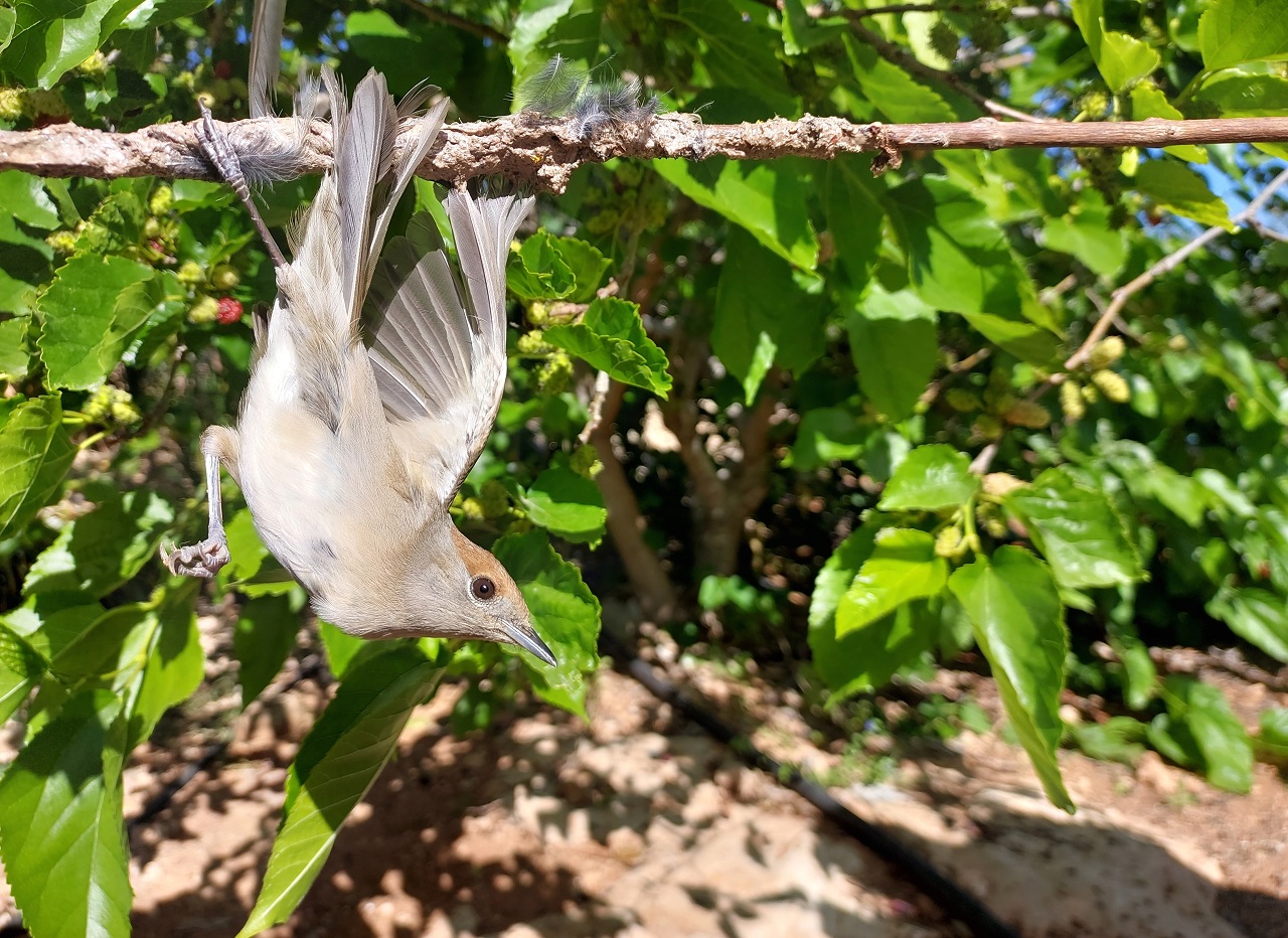 1. Cyprus Spring Bird Protection Camp Report 2024 - Bild 2
