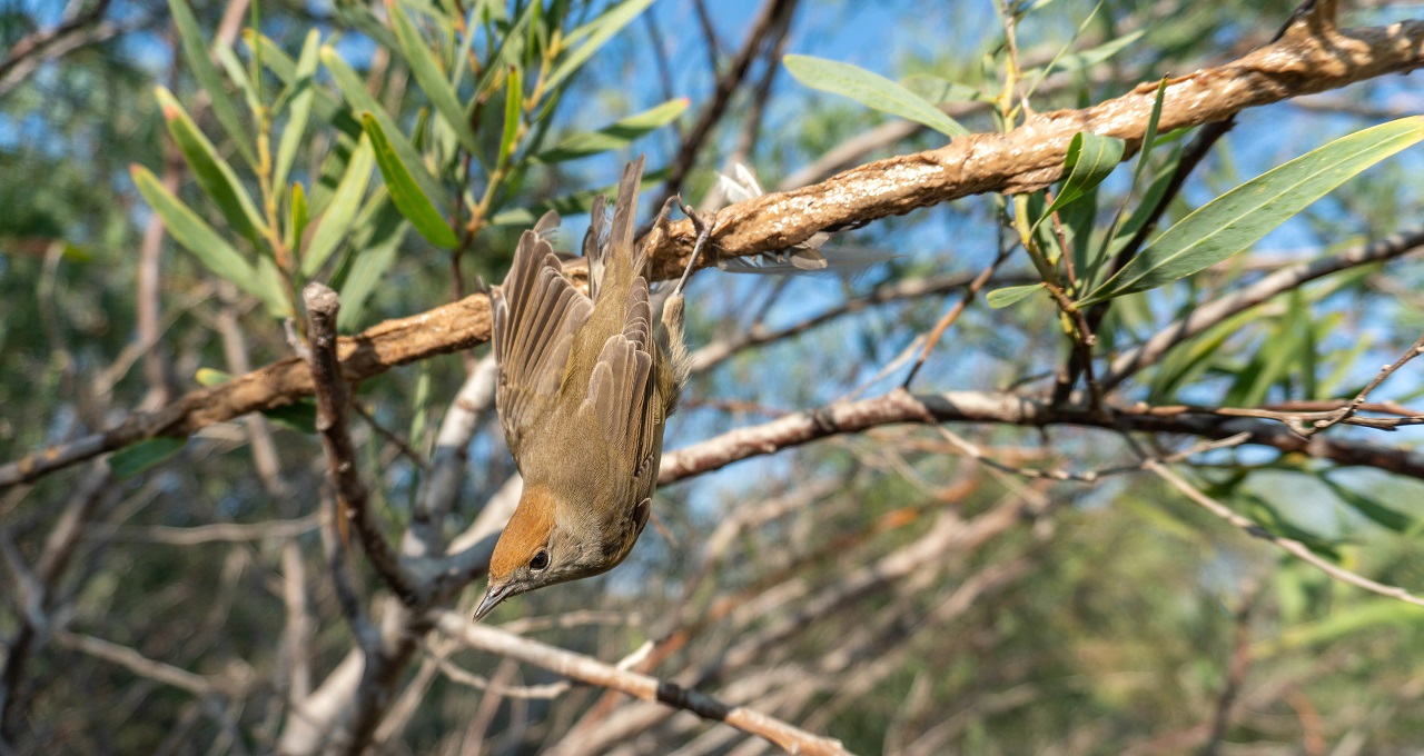 Second Cyprus Autumn Bird Protection Camp Report 2022 - Bild 2