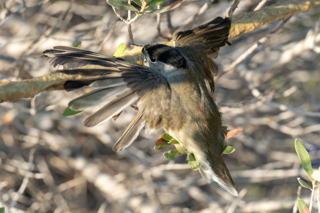 1st Cyprus Autumn Bird Camp Report
This  - Bild 2